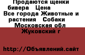 Продаются щенки бивера › Цена ­ 25 000 - Все города Животные и растения » Собаки   . Московская обл.,Жуковский г.